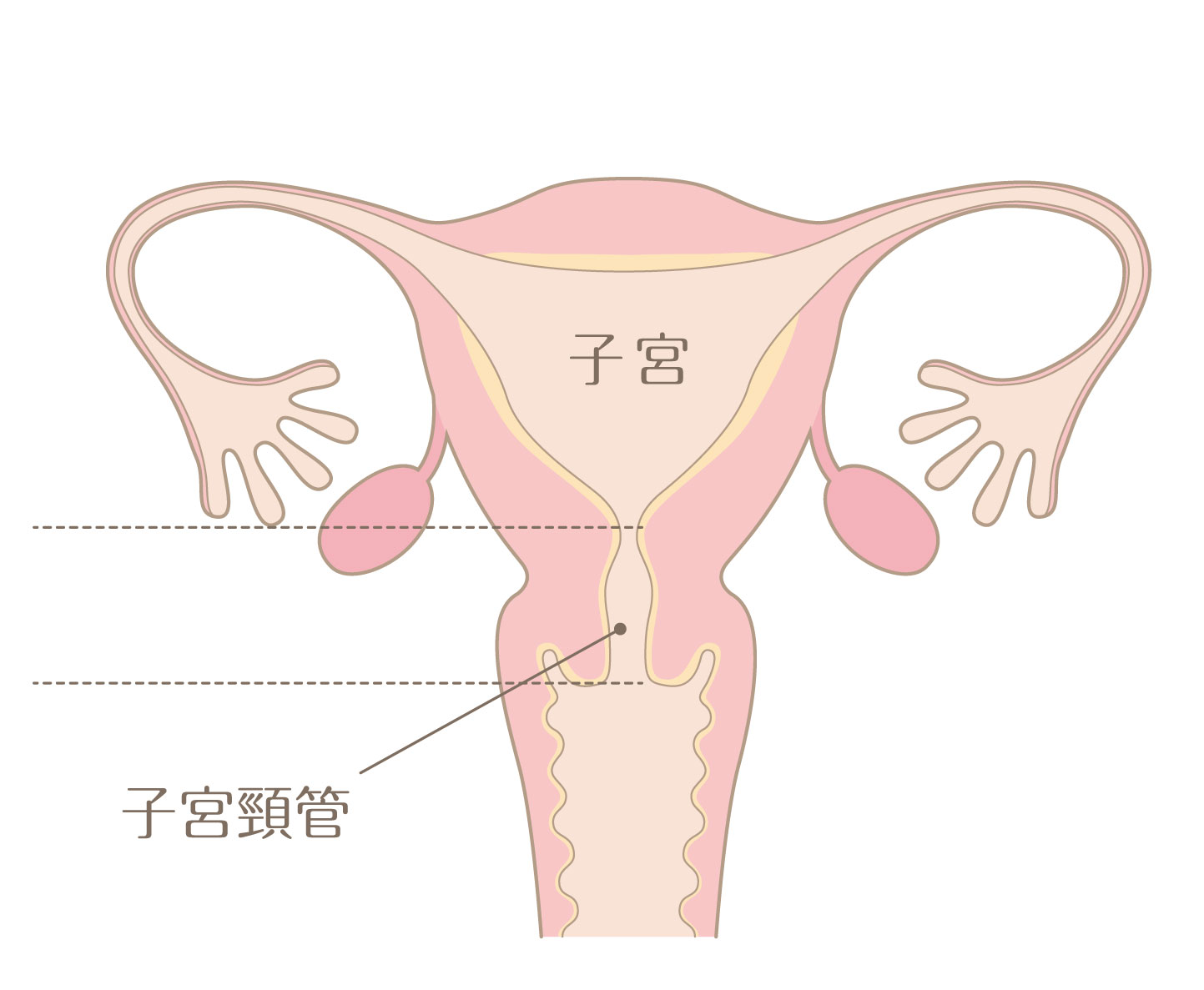 子宮頸管
